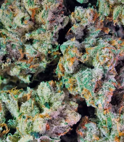 Pure Kush (GHS)