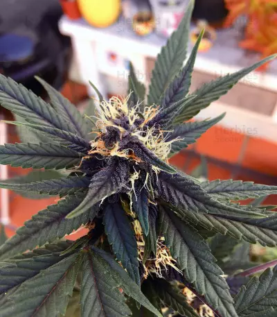Purple Bud Seeds