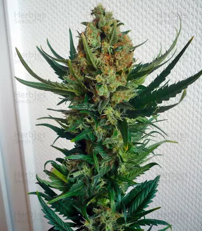 Sensi Star (Paradise Seeds)