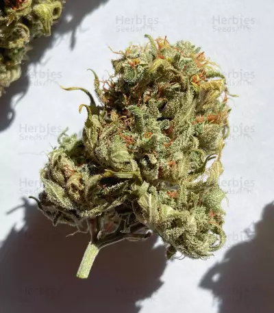 Skunk Auto feminized seeds (GHS)