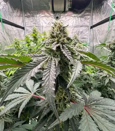 All The Sauces R1 Feminized Seeds (Ethos Genetics)