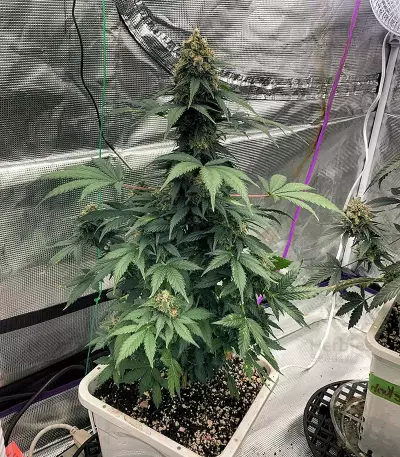 Amsterdam Mist (Flying Dutchmen)