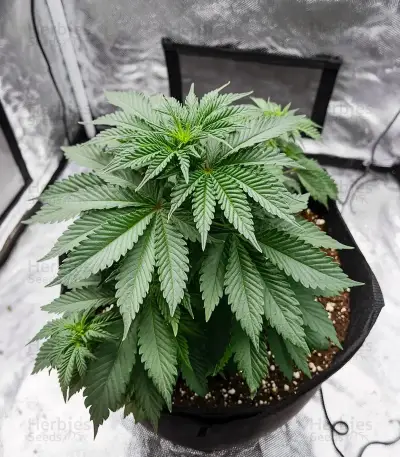 Black Cherry Punch Seeds
