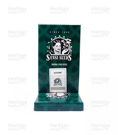 Black Domina regular seeds