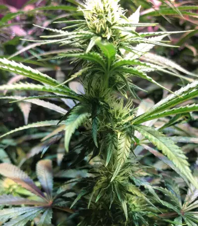 Blue Dream Seeds (Garden of Green)