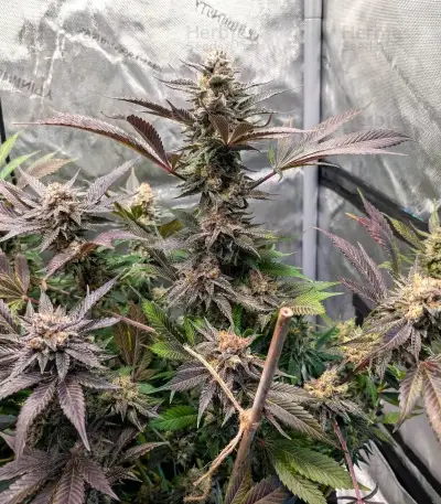 Blue Dream Seeds