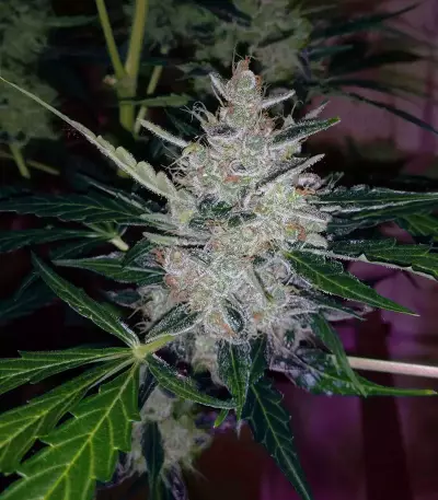 Blueberry Glue Auto (Glueberry Auto) Seeds