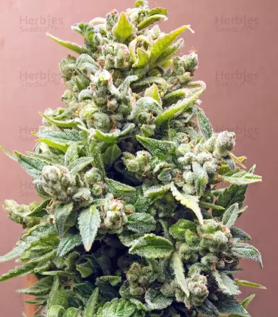 Deep Blue C F2 Auto feminized seeds