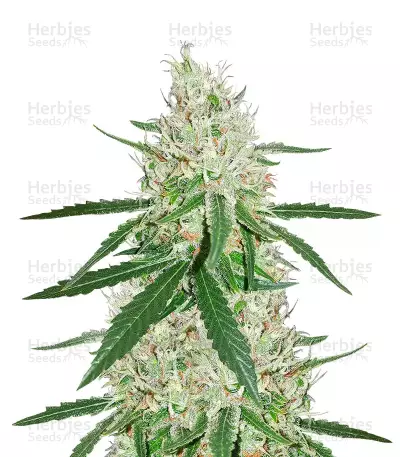 Exodus Cheese x Durban Panama feminized seeds