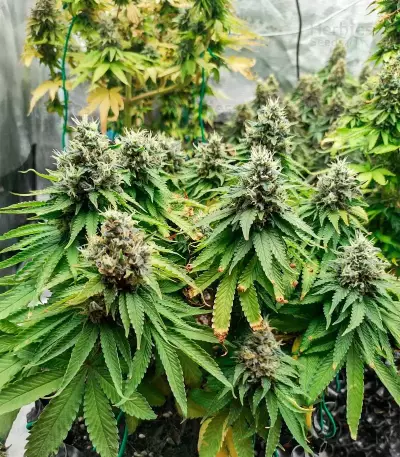 Godfather OG (Herbies Seeds)
