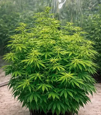 Green Monster Auto feminized seeds