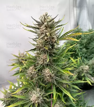 Humboldt Dream Seeds (Humboldt Seed Company)