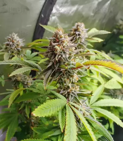 Killer Queen feminisierte Samen (Brothers Grimm Seeds)