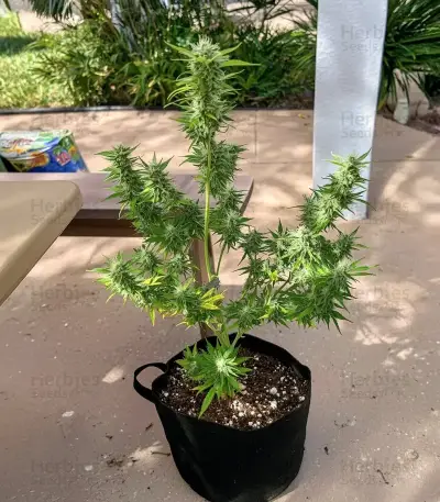 Maui Auto Seeds