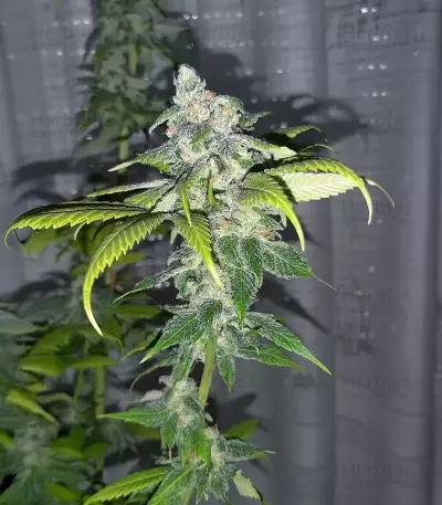 Northern Lights #10 (Herbies Seeds)
