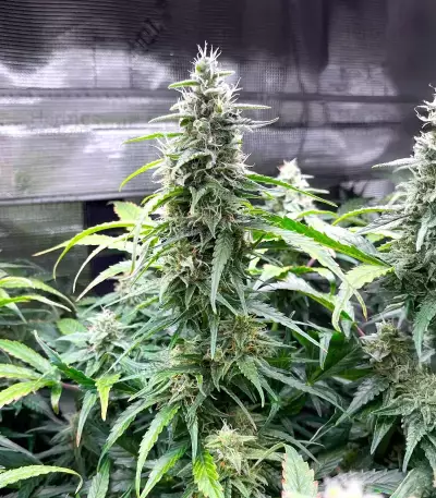 OG Kush Autoflower feminisierte Samen (Humboldt Seed Company)