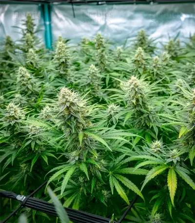 Purple Haze Fem Seeds