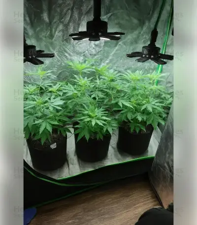 Purple Star Killer Seeds