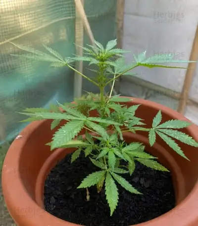 Quick One Auto Seeds (Royal Queen Seeds)
