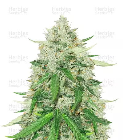 Graines de cannabis Royal Gorilla Automatic (RQS)