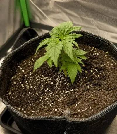 RS11 Seeds (Barney's Farm)