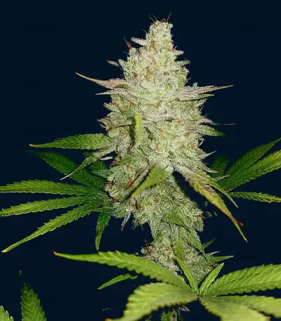 Shogun feminized seeds