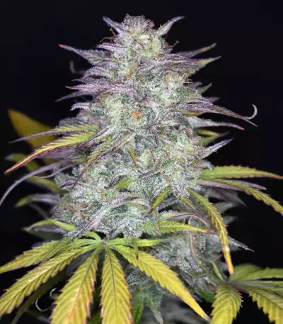 Smoothie Auto (Fast Buds)