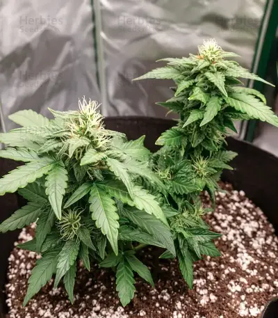 Solomatic Auto CBD Seeds