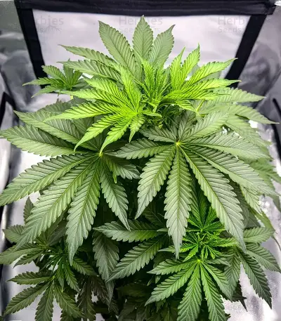 Sour Diesel (RQS) Cannabis-Samen