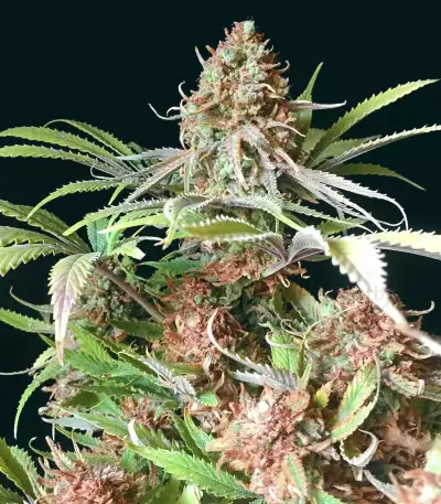 Graines féminisées de Super Lemon Haze (GHS)