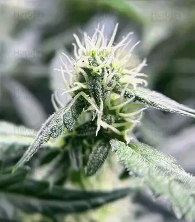 Super Sangria Skunk Seeds (Seedkeepers)