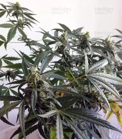 Trippy Gorilla Autoflowering (Big Head Seeds)