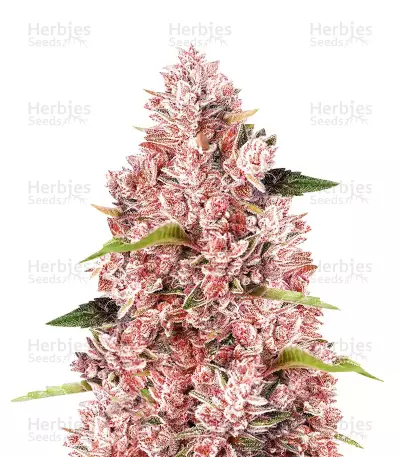 Tropicanna Poison F1 Fast Version Feminized Seeds (Sweet Seeds)