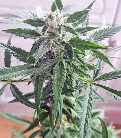 White Widow feminized seeds (Seedstockers)