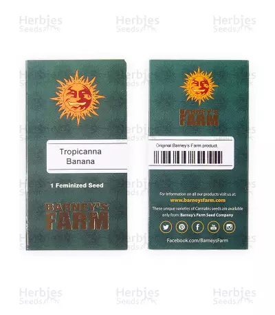 Tropicanna Banana strain seeds