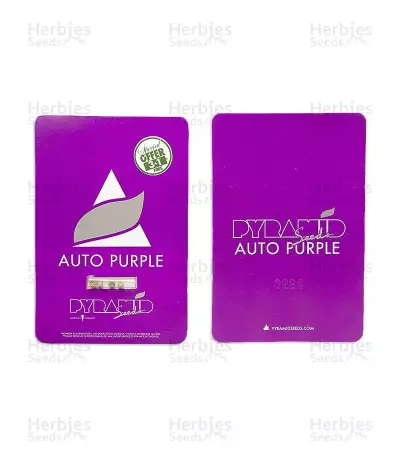 Auto Purple strain seeds