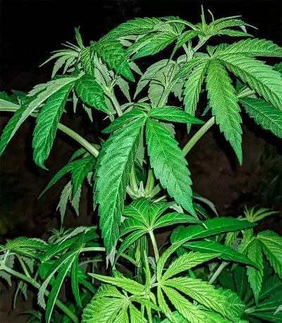 Amnesia Haze (Herbies Seeds)
