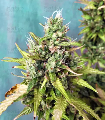 Amnesia Bilbo Auto Seeds