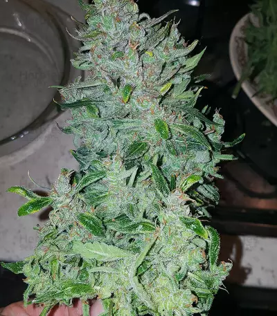 Auto Pineapplegum (Blackskull Seeds)