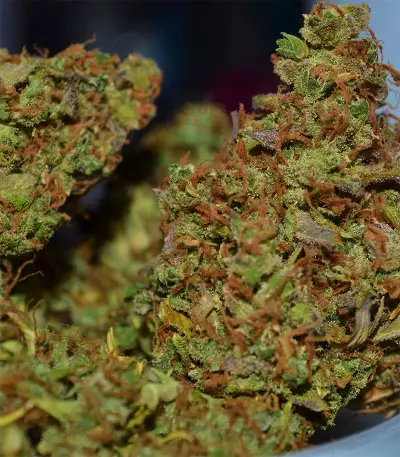 Auto Super Skunk (Auto Skunk) Seeds
