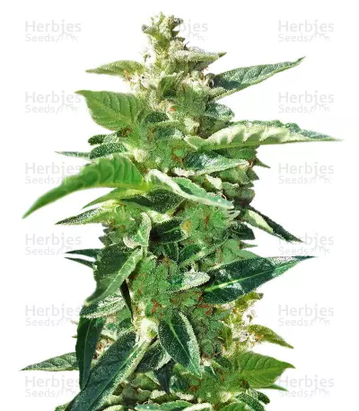Graines de cannabis BCN Power Plant Autoflower (Seedstockers)