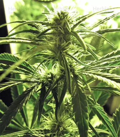 Graines de cannabis Big Freeze (Big Head Seeds)