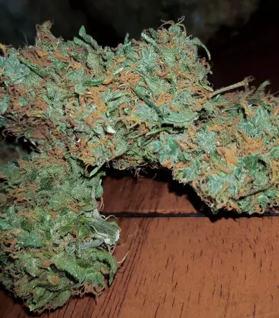 Big Stilton Auto (Big Head Seeds)