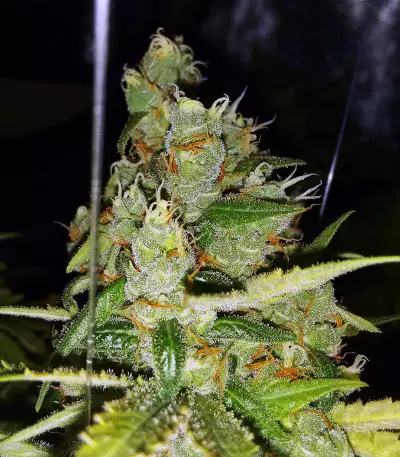 Blue Cheese Seeds (Big Buddha Seeds)