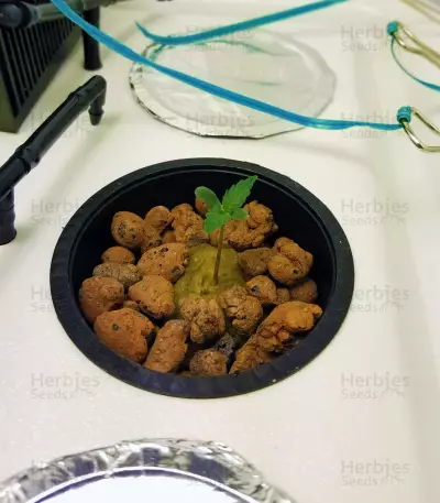 Blueberry 420 Auto Seeds
