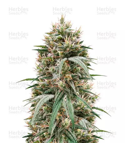 Blueberry Hill Feminized Seeds (Herbies Seeds)