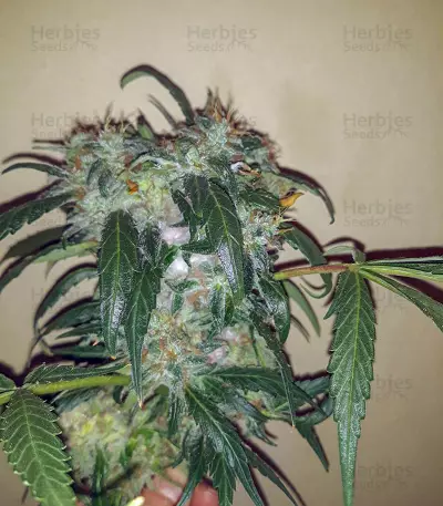 Boy Scout Cookies (Kalashnikov Seeds)