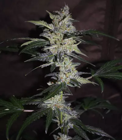 Bruce Banner #3 Auto strain