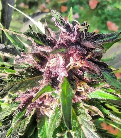 Bubba Gum Auto strain