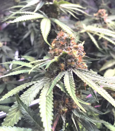 Graines de cannabis Bubblegum (T.H. Seeds)